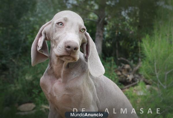 Braco de Weimar, Excelestes cachorros