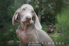 Braco de Weimar, Excelestes cachorros - mejor precio | unprecio.es