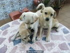 Cachorritos de 3 meses de raza pequeña-mediana - mejor precio | unprecio.es