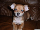Cachorritos de chihuahua con pedigree 450 euros - mejor precio | unprecio.es