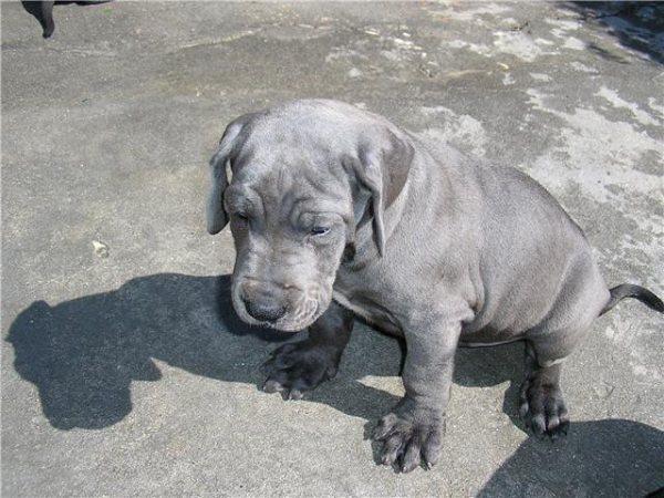 cachorritos de DOGO ALEMAN