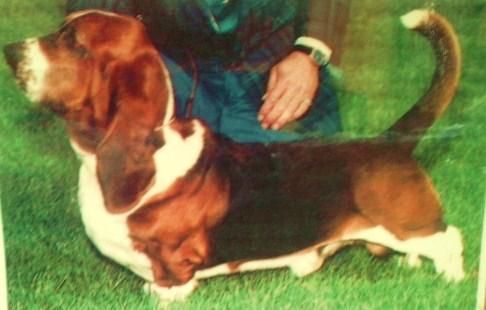 cachorros de basset hound