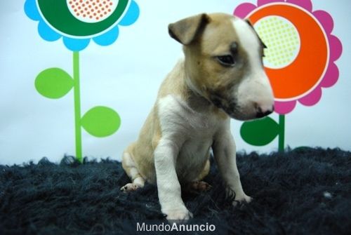 Camada de Bullterrier en color banco y en blanco y canela.