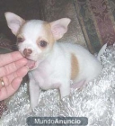 CHIHUAHUAS TOY CACHORRITOS - mejor precio | unprecio.es