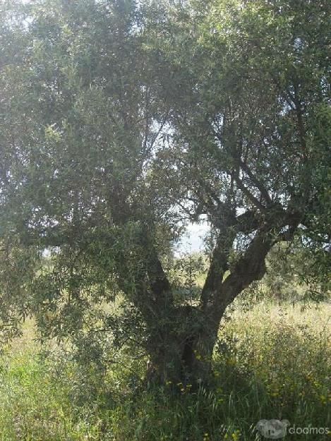 EN BENEIXAMA VENTA DE 150/200 OLIVOS MUCHOS CENTENARIOS Y JOVENES