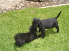 Labrador negra con dos meses criada con niños muy economica - mejor precio | unprecio.es