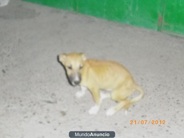 perritos abandonados...
