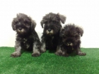 schnauzer miniatura sal y pimienta - mejor precio | unprecio.es