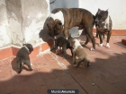 se venden cachorros de american stanford - mejor precio | unprecio.es