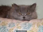 Un actractivo gato persa busca novia - mejor precio | unprecio.es