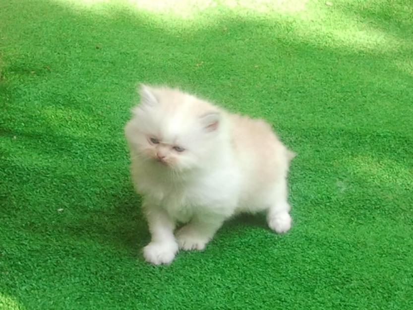 Venta de gatitos persa de color blanco