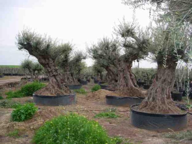 VENTA DE OLIVOS CENTENARIOS
