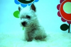 2 meses edad y pedigre nacional _ Cachirritos Westy _www.animalflower.com_ - mejor precio | unprecio.es