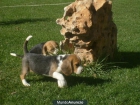 Beagle tricolor - mejor precio | unprecio.es