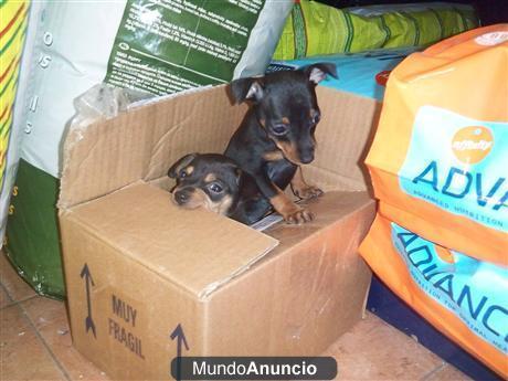 CACHORRITOS DE PINCHER, NEGRO FUEGO