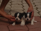 CACHORROS DE BULLDOG FRANCES 480 - mejor precio | unprecio.es