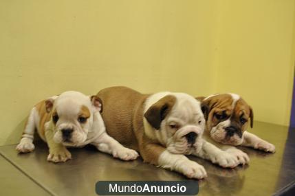 CACHORROS DE BULLDOG INGLES