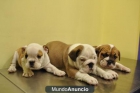 CACHORROS DE BULLDOG INGLES - mejor precio | unprecio.es