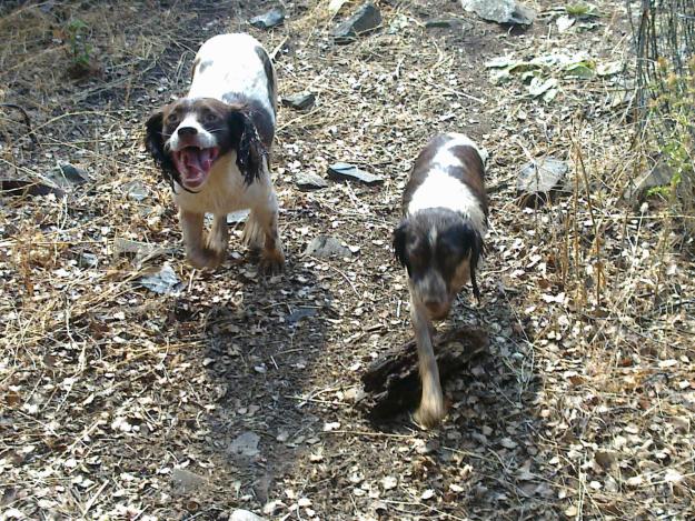 CACHORROS PUROS DE SPRINGER SPANIEL INGLES