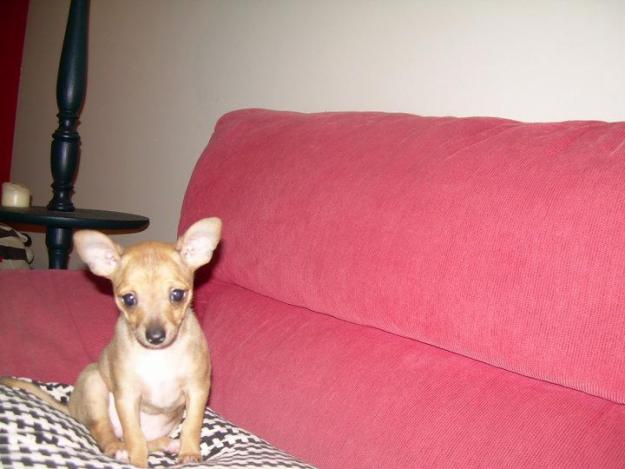 CHIHUAHUA HEMBRA MINI LÍNEA MEXICANA