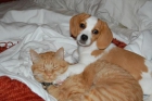 Este hermoso bebé cara cachorros beagle están listos para la Nueva Casa - mejor precio | unprecio.es