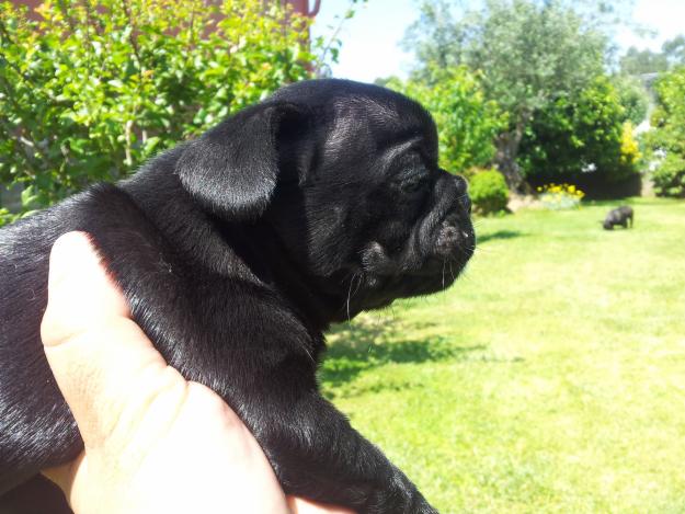 Excelentes cachorros bulldog frances
