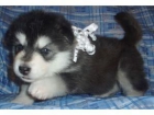 ojos azules Siberian huskies cachorros para Navida - mejor precio | unprecio.es