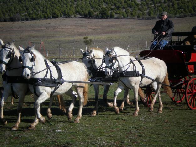 Venta y doma de caballos de enganche y tiro de carruajes