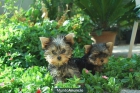 Yorkshire Toy de calidad cachorritos nacionales con pedigree - mejor precio | unprecio.es