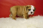 bulldog ingles, cachorritos de primera linea - mejor precio | unprecio.es