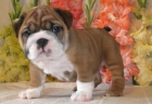 Bulldog ingles guapos de verdad enValencia - mejor precio | unprecio.es