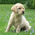Cachorro Labrador Retriever - mejor precio | unprecio.es