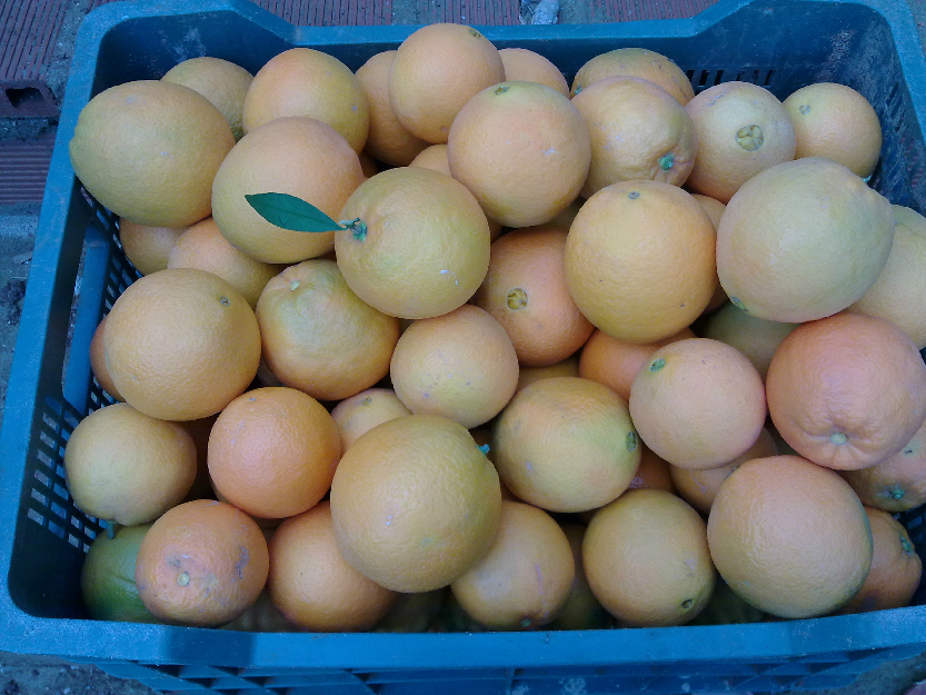 Naranjas navelinas de palma del rio