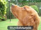 REGALAMOS PERRITOS DE 1 MES PRECIOSOS - mejor precio | unprecio.es