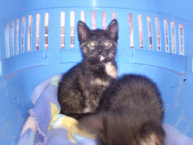 se dan en adopcion 2 gatitas tricolor ( Carey)