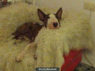 se regala bull terrier - mejor precio | unprecio.es