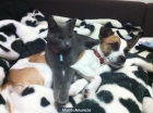 Se REGALA Jack Russel - mejor precio | unprecio.es