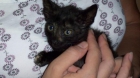 Ultima gatita negra/tortuga en adopción - mejor precio | unprecio.es