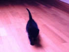 Adopción urgente para gatito negro de 2 meses - mejor precio | unprecio.es