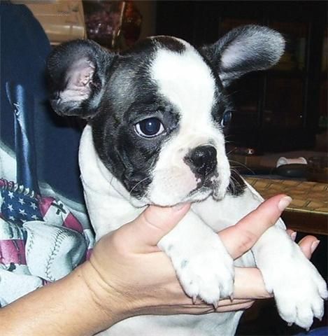 Bulldog frances vaquita y blanco portadores de fawn