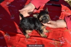 Cachorro yorkshire terrier - mejor precio | unprecio.es