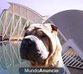 cachorros de sharpei americano