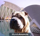 cachorros de sharpei americano - mejor precio | unprecio.es