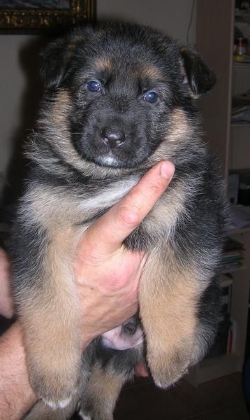 Espectaculares cachorros de Pastor aleman con pedigree