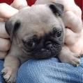 Pug (MOPS) Cachorros