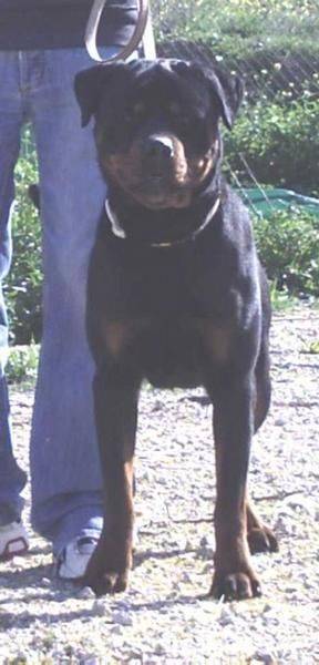 Rottweiler disponible para montas