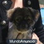 Shih Tzu para montas - mejor precio | unprecio.es