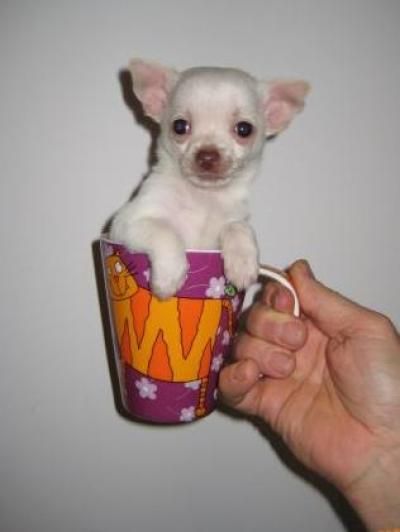 Taza de té Chihuahua cachorros listos