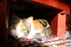 Regalo Gatita a dueños responsables - mejor precio | unprecio.es