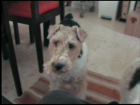 Busco familiasde acogida para Foxterrier - mejor precio | unprecio.es